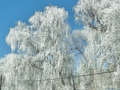 Cache National Forest