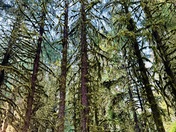 Olympic National Park 