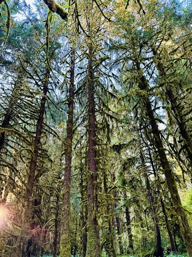 Olympic National Park 