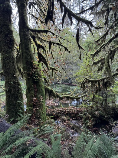 Olympic National Park 