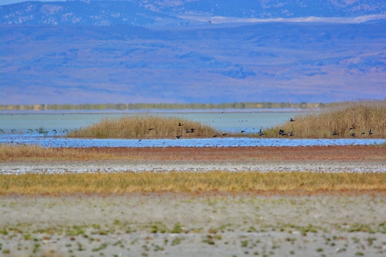Bear River Migratory Refuge