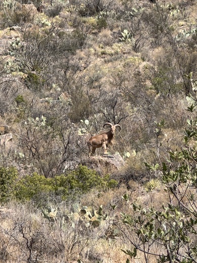 Big Bend National Park 