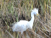 Assateague Island National Seashore
