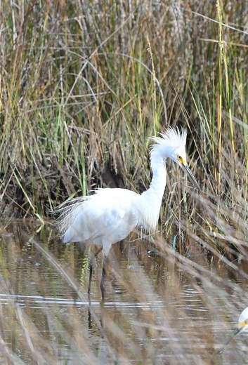 Assateague Island National Seashore