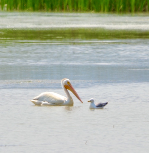 Bear River Bird Migratory Refuge