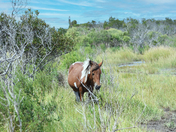 Assateague Island National Seashore