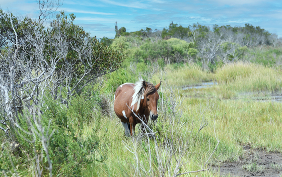 Assateague Island National Seashore