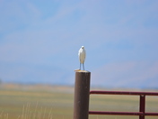 Bear River Bird Migratory Refuge 