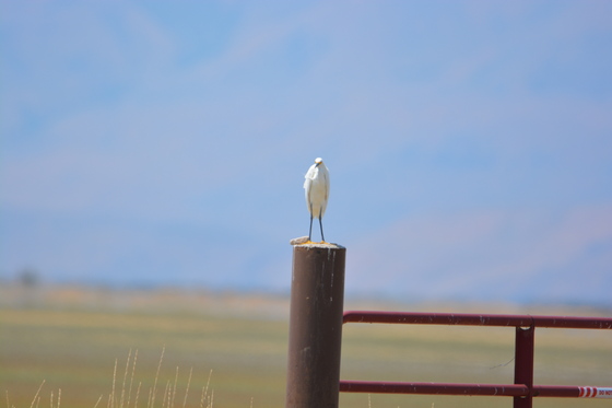 Bear River Bird Migratory Refuge 