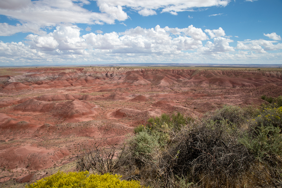 Petrified Forest National Park