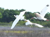 Assateague Island National Seashore