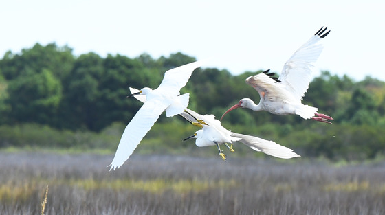 Assateague Island National Seashore