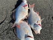 Redwoods National & State Parks