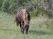 Assateague Island National Seashore