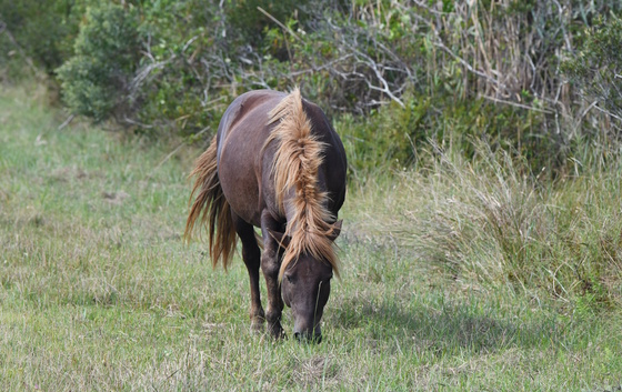 Assateague Island National Seashore