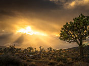 Joshua Tree National Park