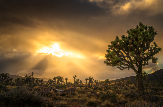 Joshua Tree National Park