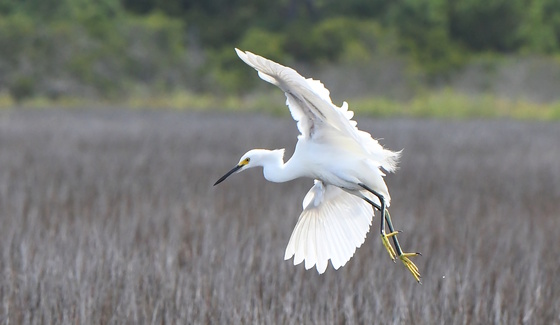 Assateague Island National Seashore