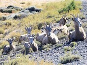 Bighorn Canyon National Recreation Area