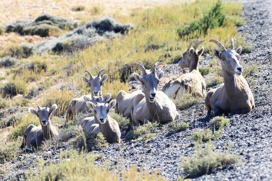 Bighorn Canyon National Recreation Area