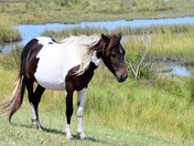 Assateague Island National Seashore