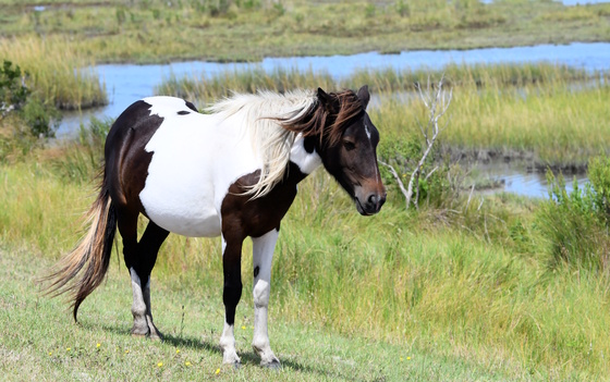 Assateague Island National Seashore