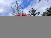 Hawaii Volcanoes National Park