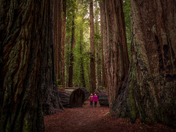 Redwood National Park