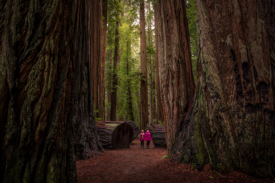 Redwood National Park