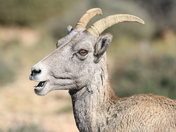 Bighorn Canyon National Recreation Area