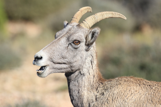 Bighorn Canyon National Recreation Area