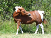 Assateague Island National Seashore