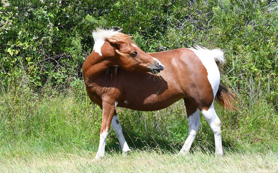 Assateague Island National Seashore