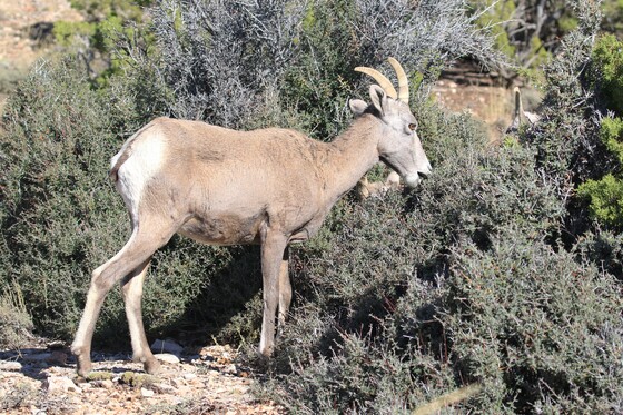 Bighorn Canyon National Recreation Area