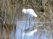 Assateague Island National Seashore