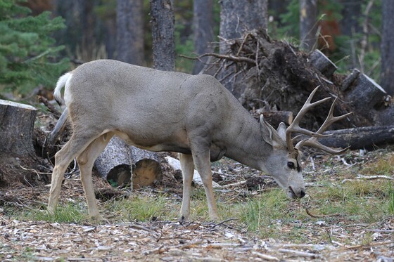Yellowstone National Park