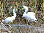 Assateague Island National Seashore