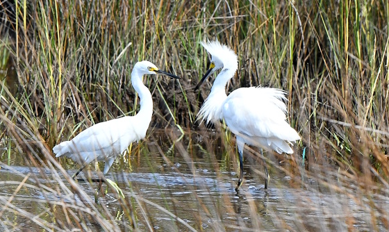Assateague Island National Seashore