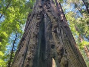 Redwood National Forest
