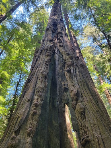 Redwood National Forest