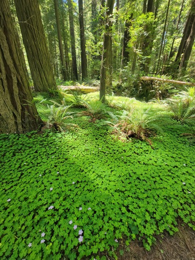 Redwood National Forest