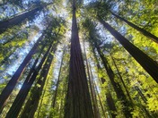 Redwood National Forest