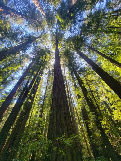 Redwood National Forest