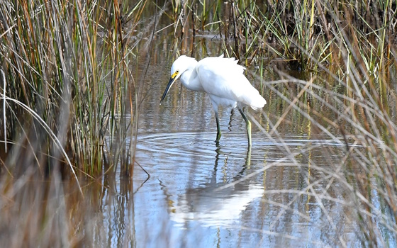 Assateague Island National Seashore
