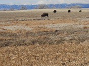 Rocky Mountain Arsenal National Wildlife Refuge