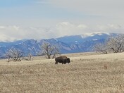 Rocky Mountain Arsenal Wildlife Refuge
