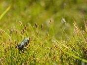 Tonto National Forest