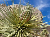 Joshua Tree National Park