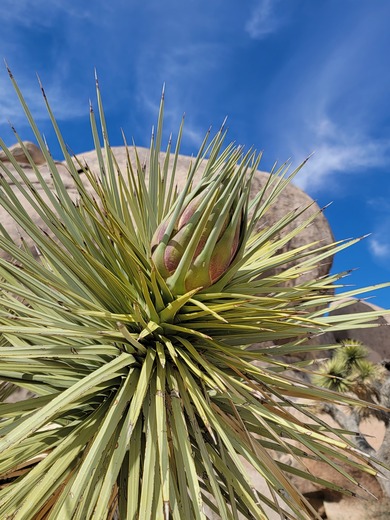 Joshua Tree National Park