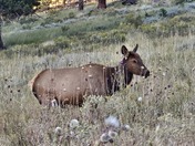 Rocky Mountain National Park